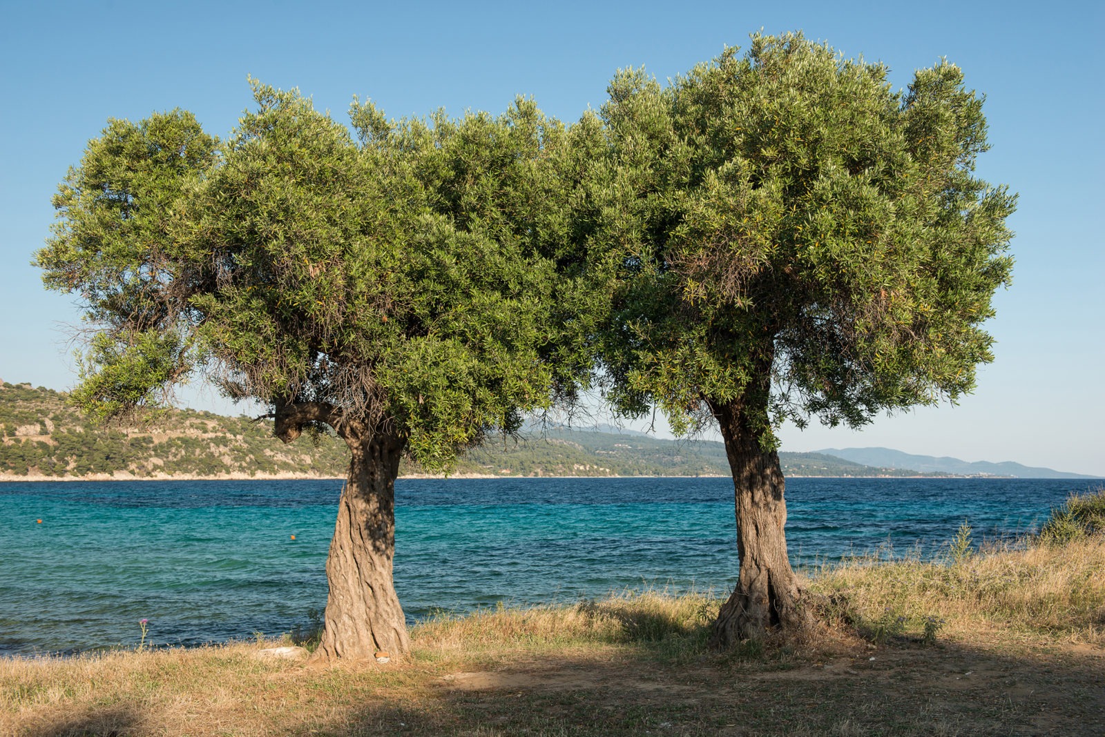 Two Olive Trees – You can overcome. You must overcome.