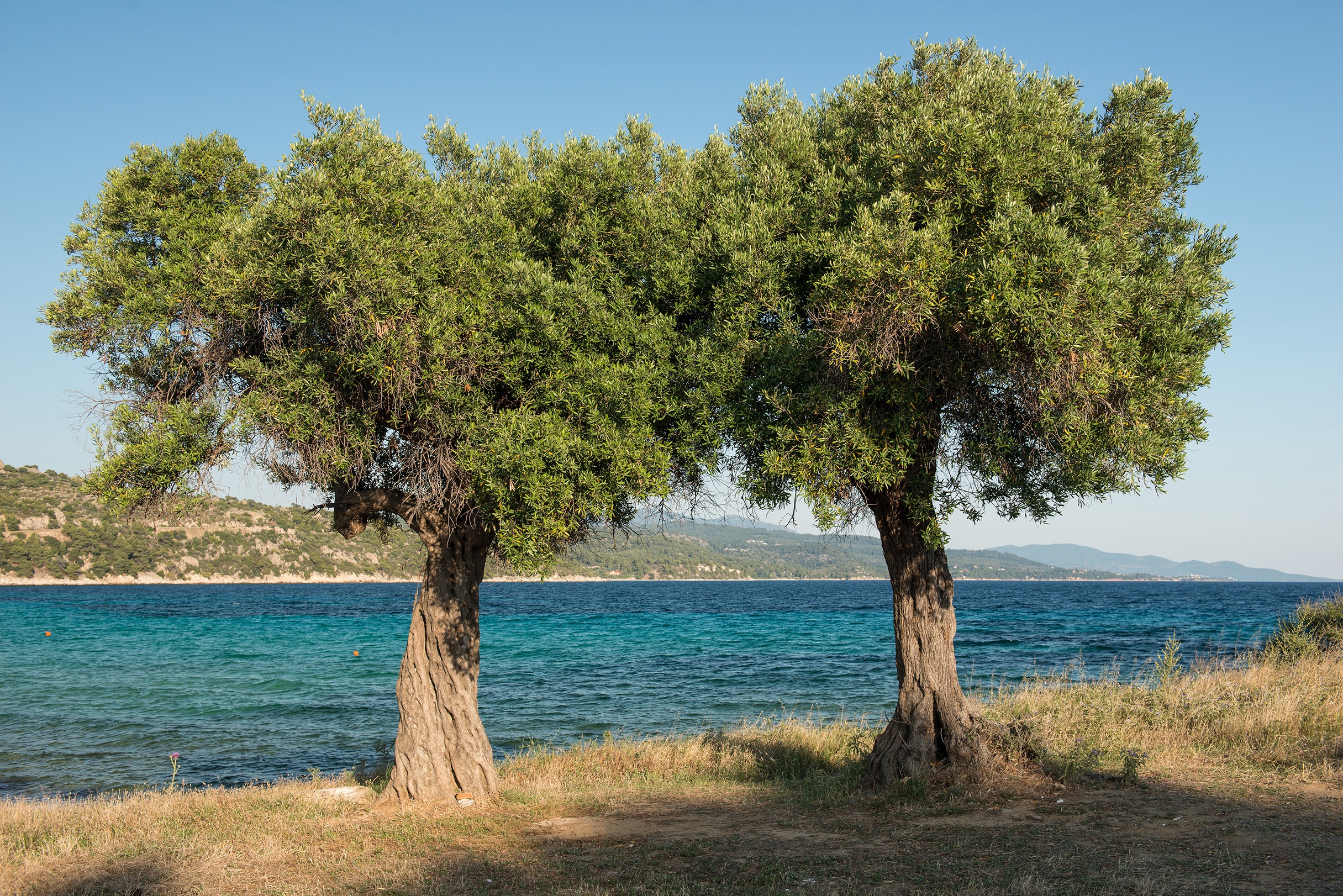 Two Olive Trees